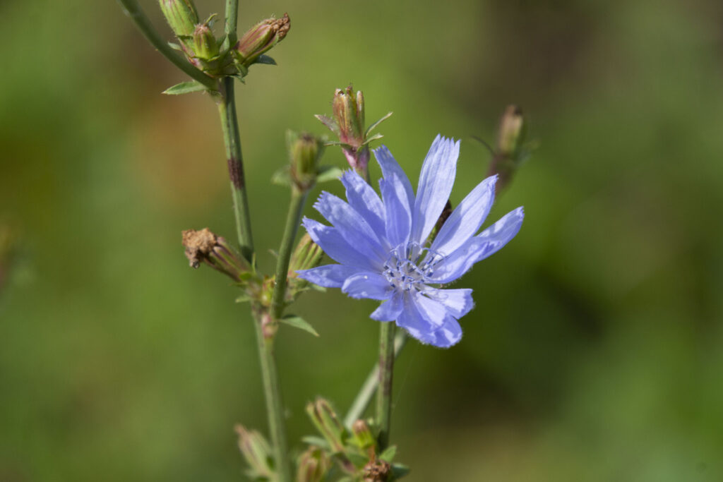 Achicoria silvestre (Cichorium intybus). Créditos: ©Ethan Beaver