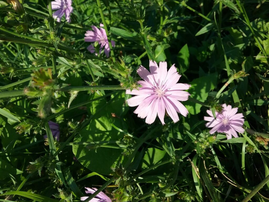 Achicoria silvestre (Cichorium intybus). Créditos: ©Mary Crickmore