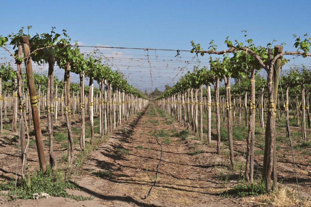 Agricultura