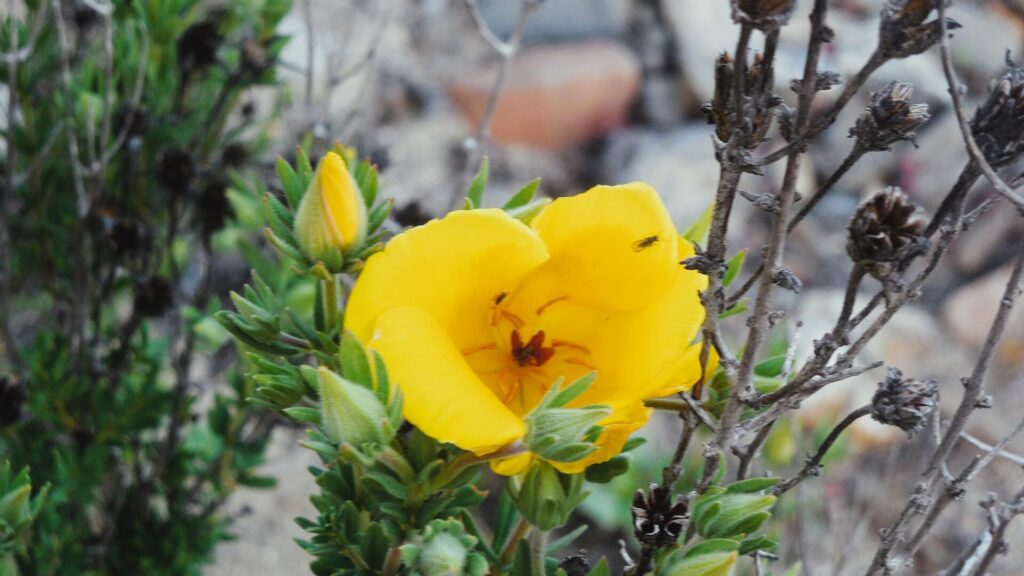 Amancay (Balbisia peduncularis). Fotografía: Daniela Carreño