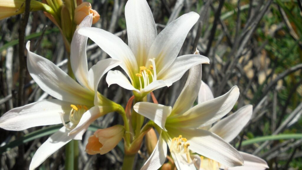 Añañuca blanca (Rhodophiala rhodolirion). Fotografía: Daniela Carreño