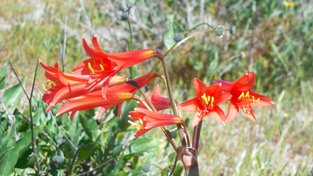 Añañuca roja (Rhodophiala phycelloides). Fotografía: Daniela Carreño
