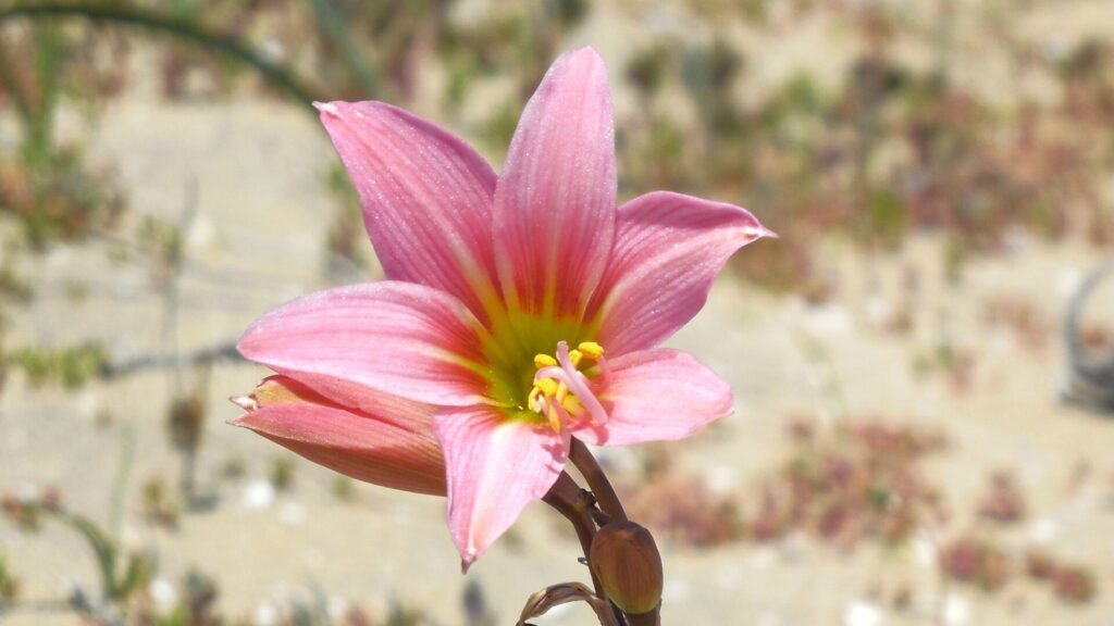 Añañuca rosa (Rhodophiala rhodolirion). Fotografía: Daniela Carreño