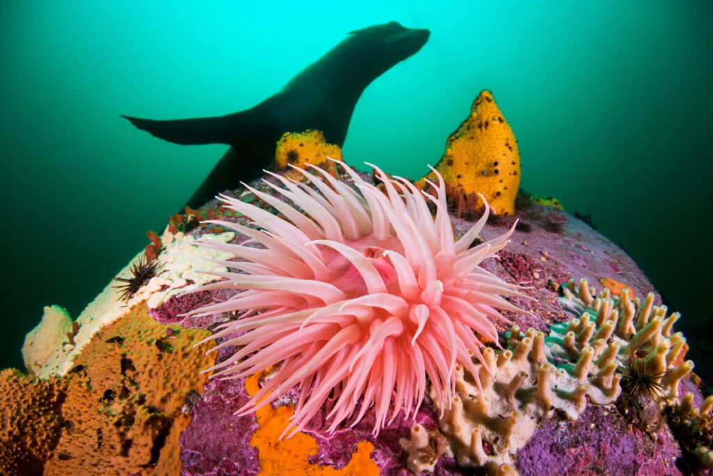 Anémona del sur y lobo de mar austral, Malimoyu. Foto cortesía Fundación MERI Eduardo Sorensen