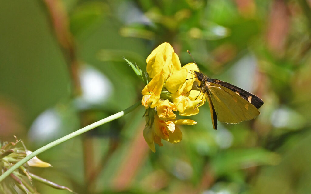 Argopteron aureipennis Christoph Moning INaturalist