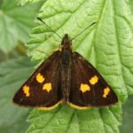 Argopteron aureipennis, edu_bal Inaturalist