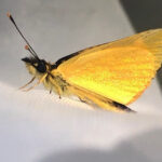 Argopteron puelmae cata_alv INaturalist