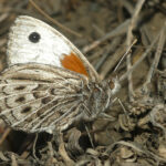 Argyrophorus argenteus. David Geale. Mariposa plateada INaturalist