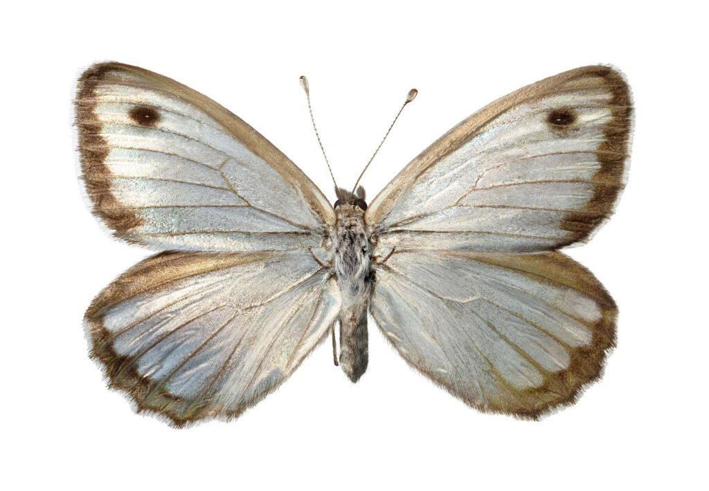 Argyrophorus argenteus. Micra Mariposas