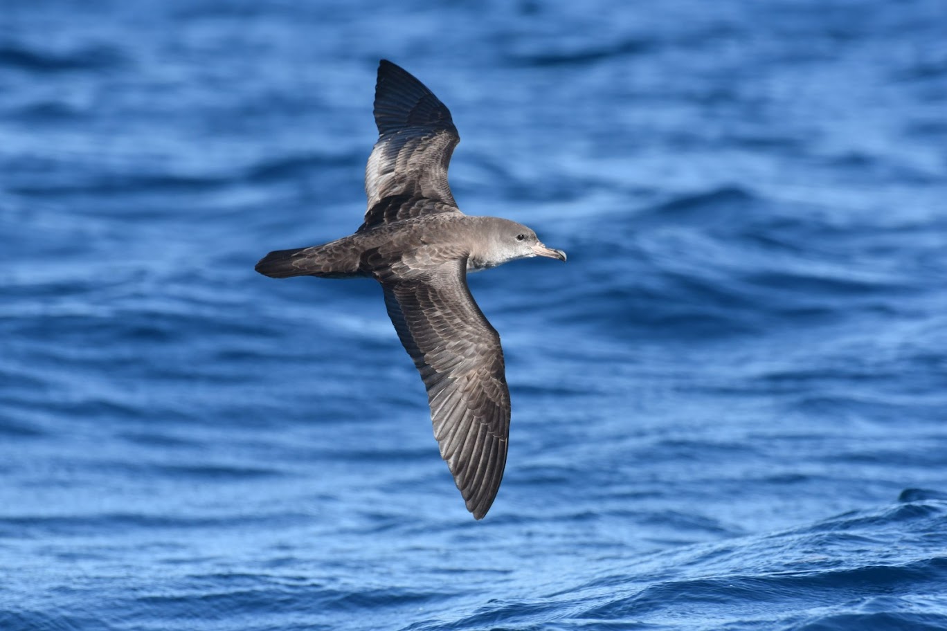 Lanzan plan con 35 iniciativas para proteger las aves marinas de Chile