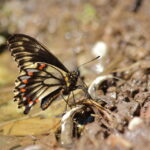 Battus polydamas archidamas - César Muñoz