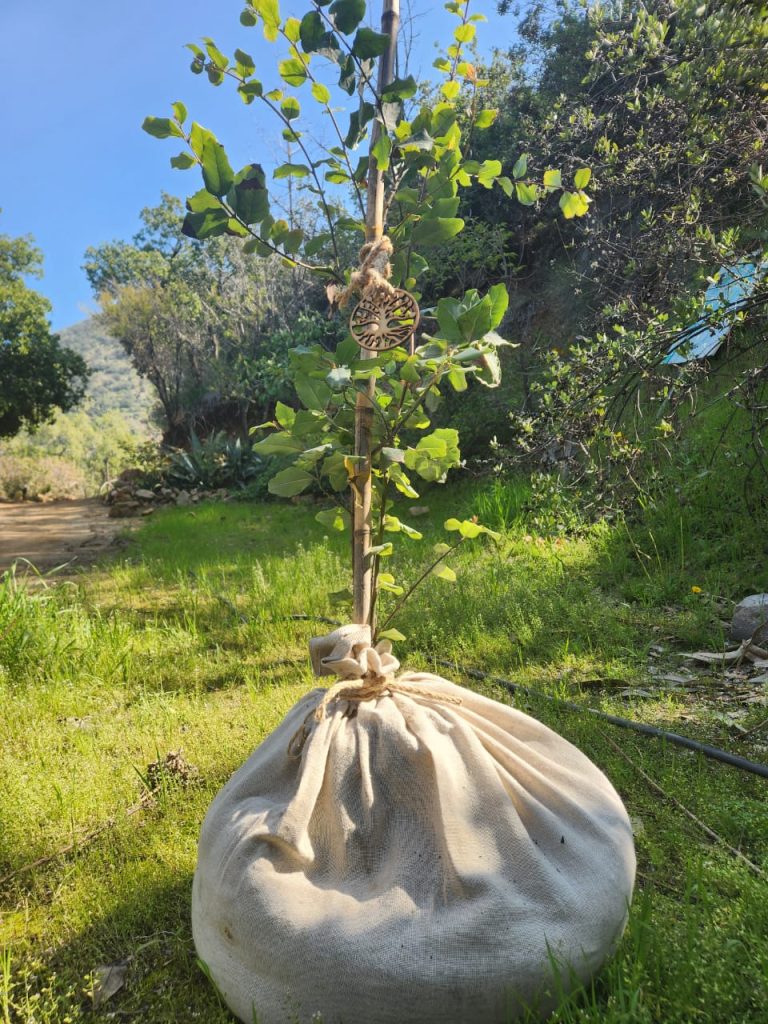 Ánfora árbol nativo. Créditos: BioFuneral.
