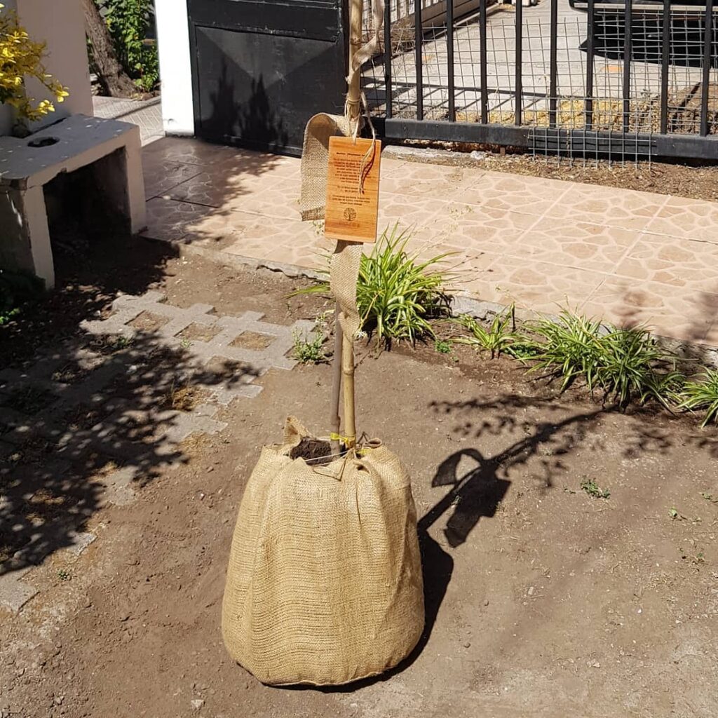 Ánfora árbol nativo. Créditos: BioFuneral.