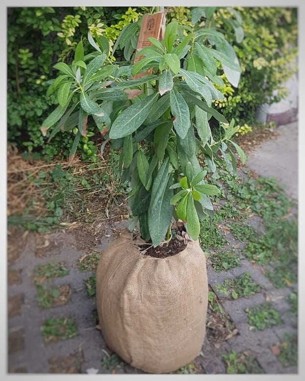 Ánfora árbol nativo. Créditos: BioFuneral.