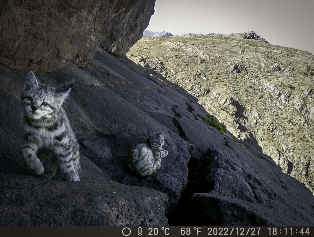 Mami y bizcochito. Créditos: Felinos del Cerro Caqui.