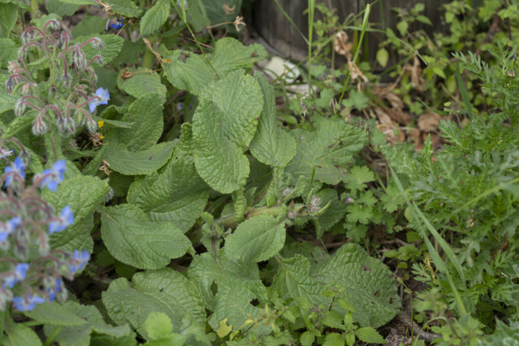 Borraja (Borago officinalis). Créditos: ©Eleftherios Katsillis