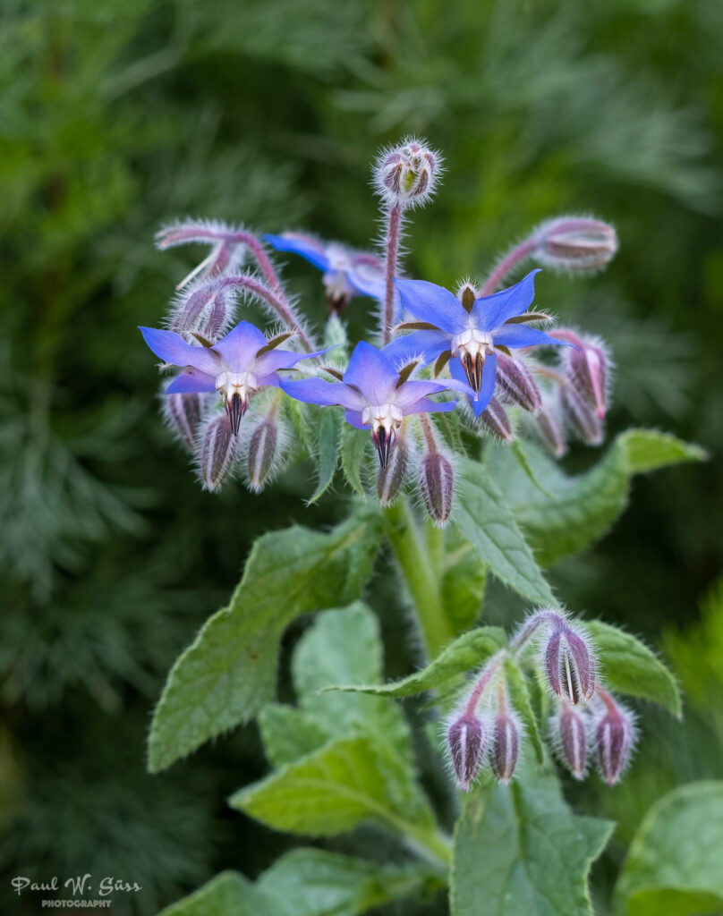 Borraja (Borago officinalis). Créditos: ©Paul Werner
