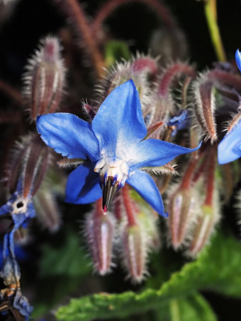 Borraja (Borago officinalis). Créditos: ©Sergio Ibarra