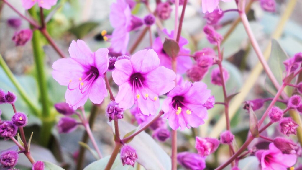 Buenas noches (Mirabilis elegans). Fotografía: Daniela Carreño