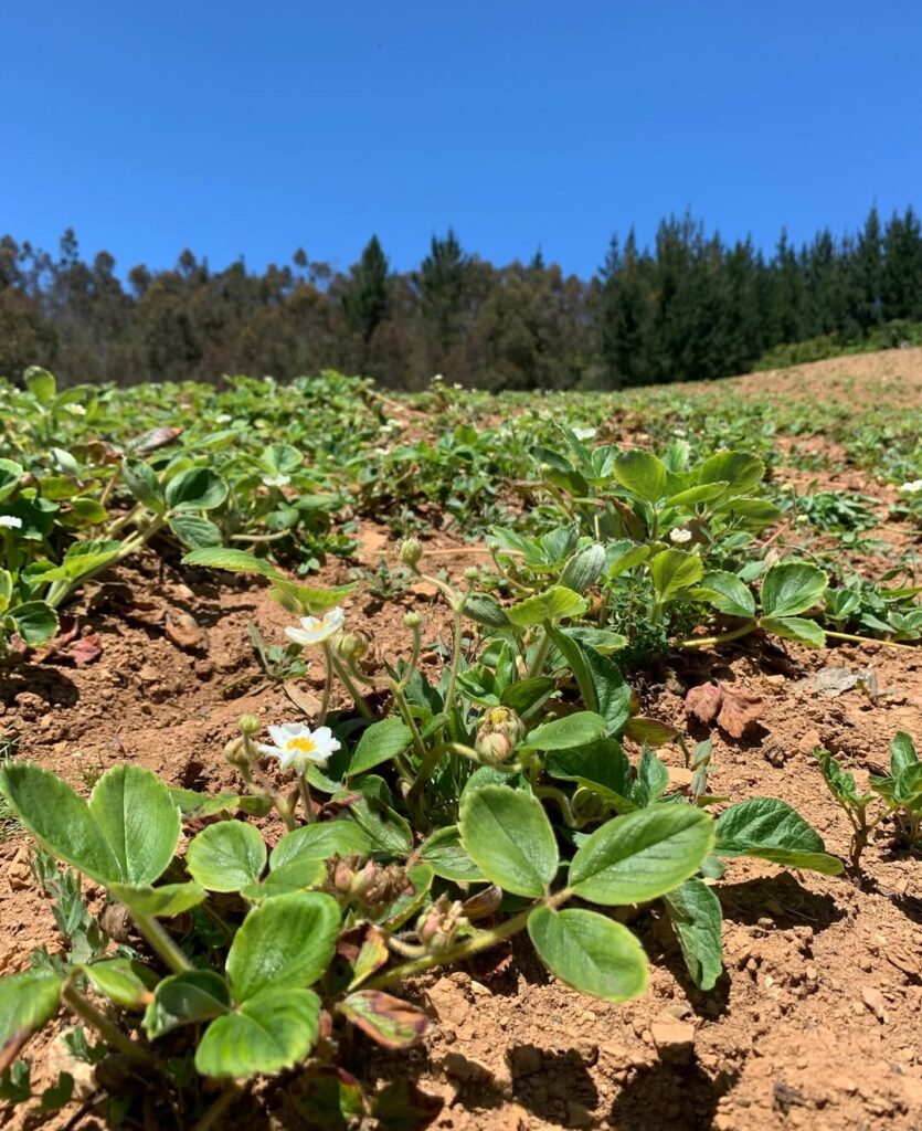Frutilla chilena (Fragaria chiloensis). Créditos: ©frutilla_blanca