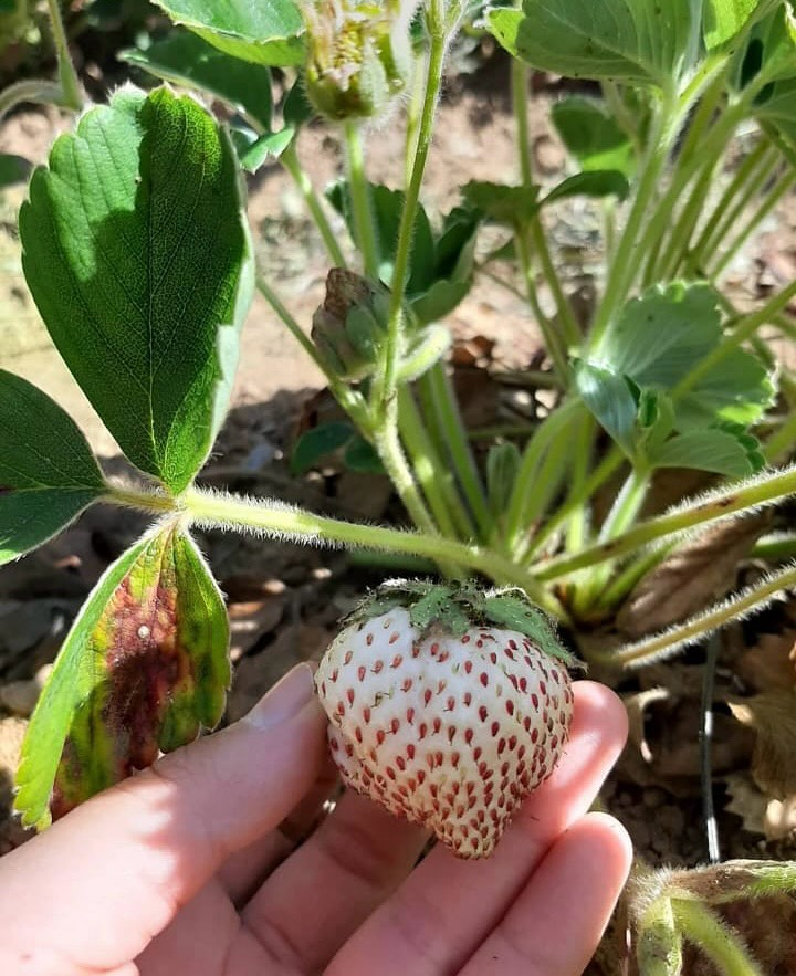 Frutilla chilena (Fragaria chiloensis). Créditos: ©frutilla_blanca