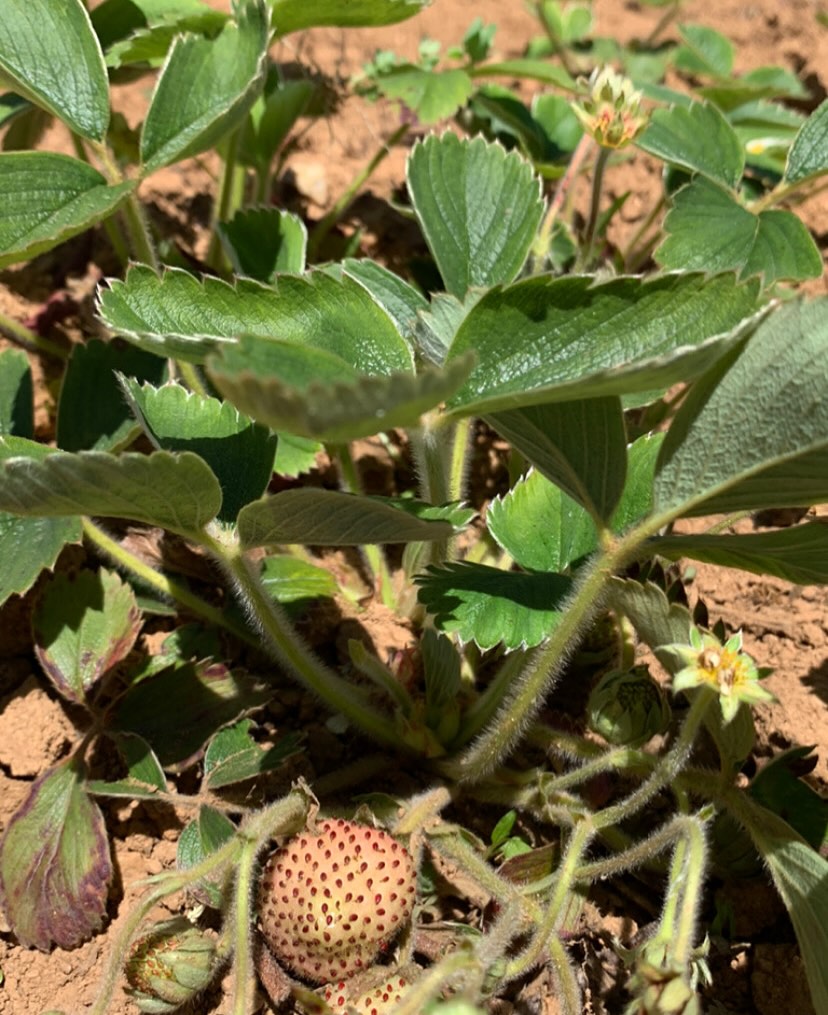 Frutilla chilena (Fragaria chiloensis). Créditos: ©frutilla_blanca
