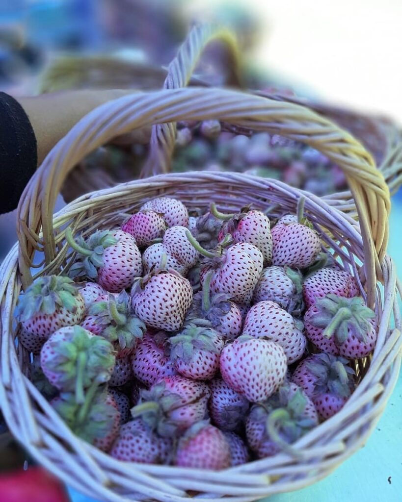 Frutilla chilena (Fragaria chiloensis). Créditos: ©frutilla_blanca