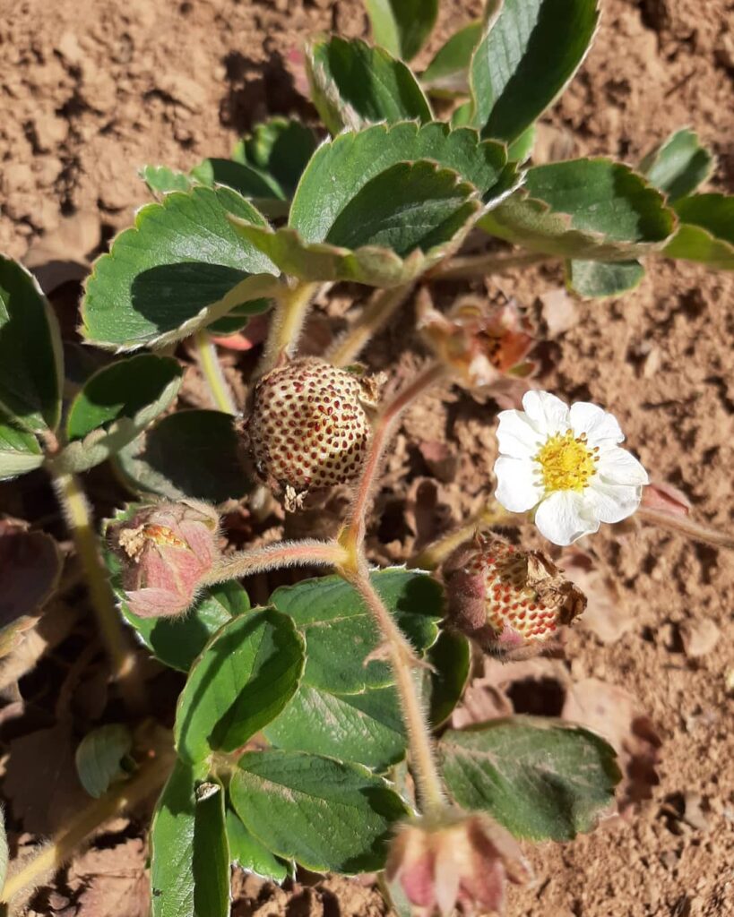 Frutilla chilena (Fragaria chiloensis). Créditos: ©frutilla_blanca