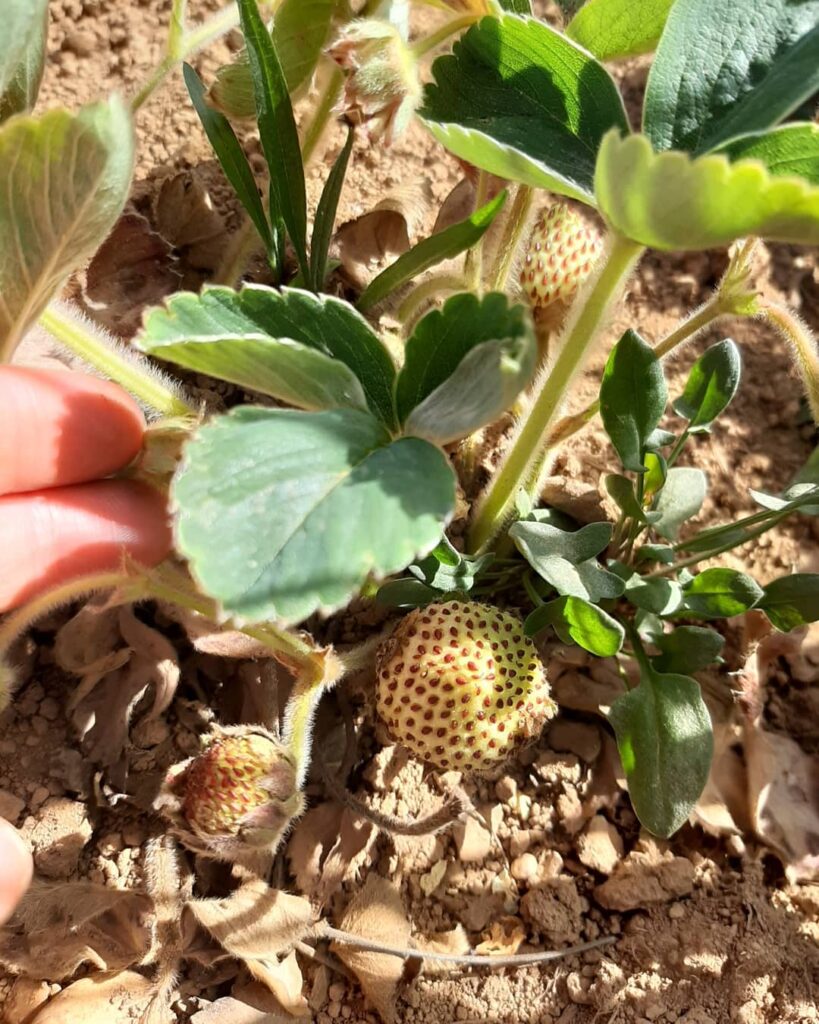 Frutilla chilena (Fragaria chiloensis). Créditos: ©frutilla_blanca