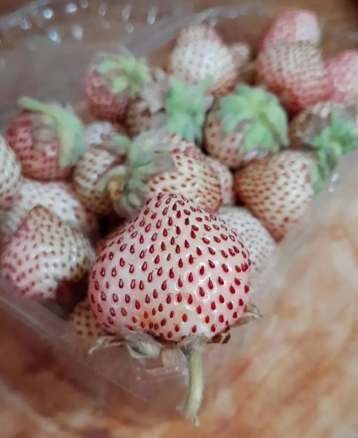 Frutilla chilena (Fragaria chiloensis). Créditos: ©frutilla_blanca