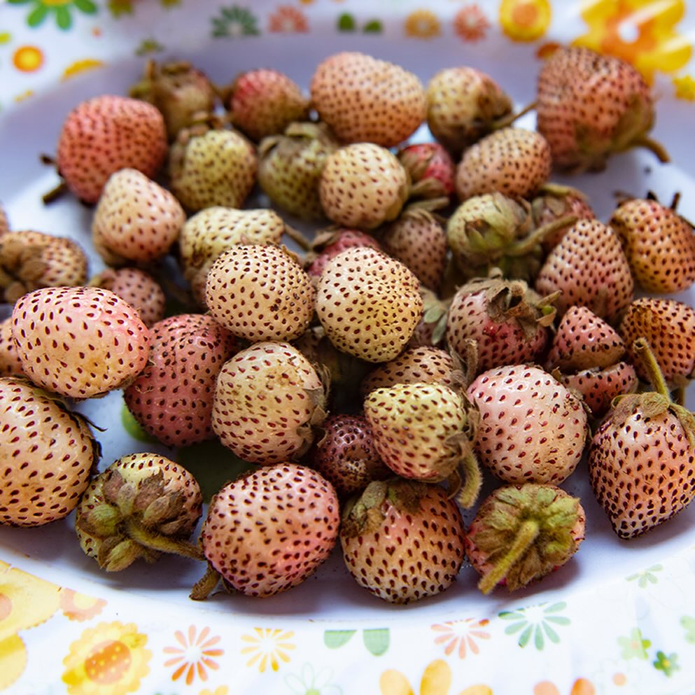 Frutilla chilena (Fragaria chiloensis). Créditos: ©Municipalidad de Purén