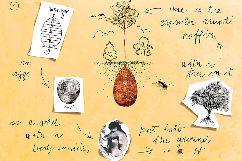 Créditos: Capsula Mundi.