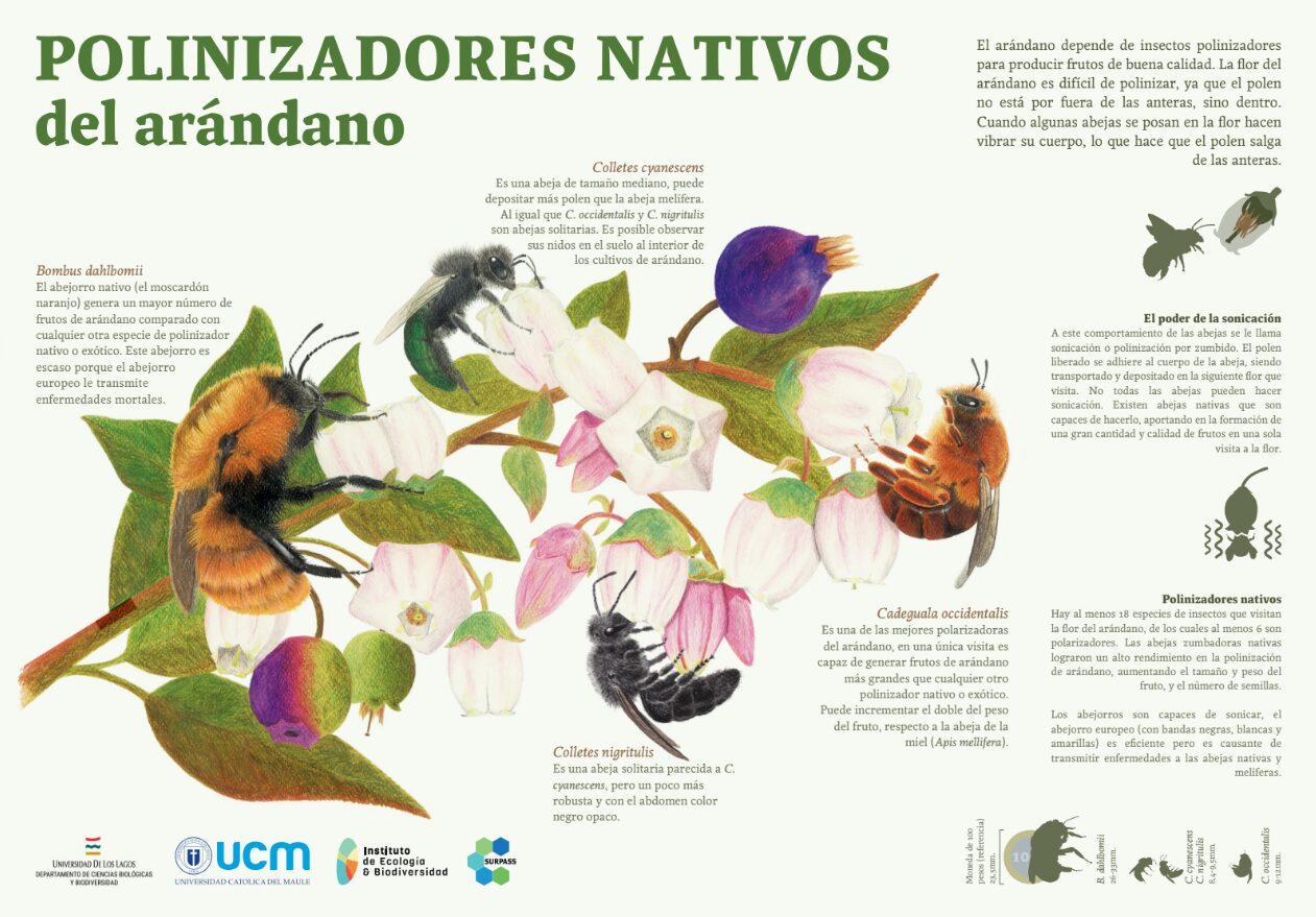 Concurso abejorro nativo