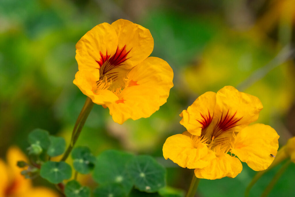 Capuchina (Tropaeolum majus). Créditos: ©Andrea Carpio