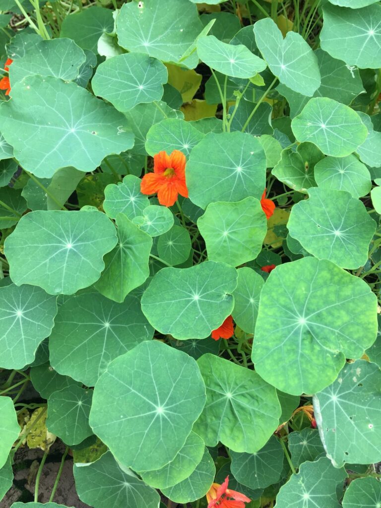 Capuchina (Tropaeolum majus). Créditos: ©Andrea Carpio
