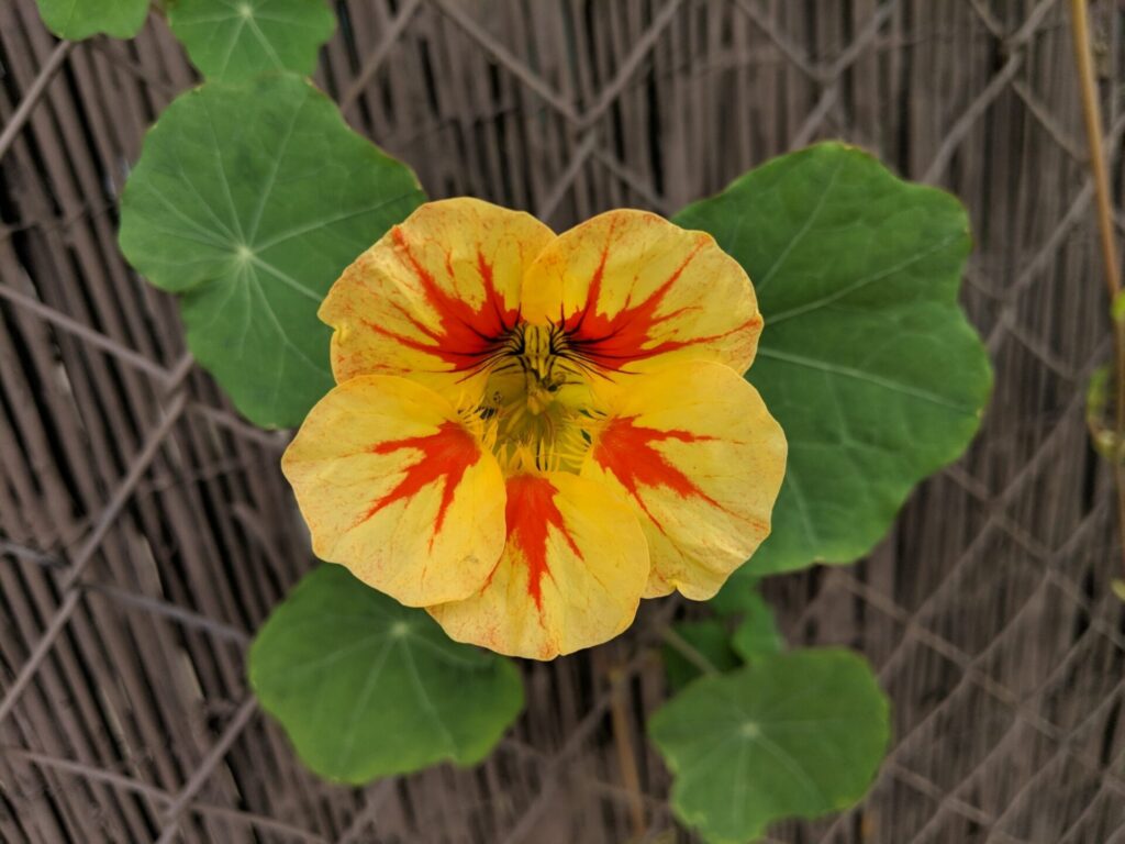 Capuchina (Tropaeolum majus). Créditos: ©Andrew Laleian