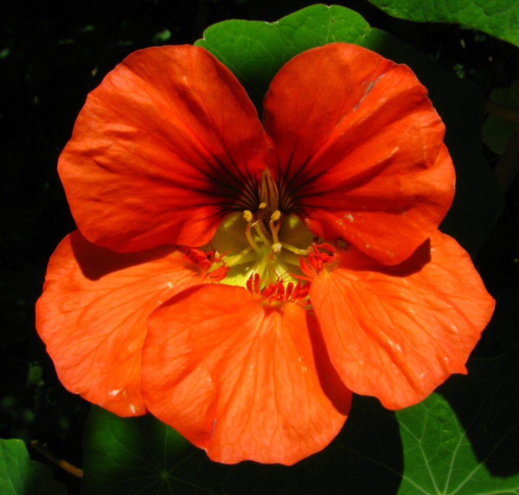 Capuchina (Tropaeolum majus). Créditos: ©Krissa Klein