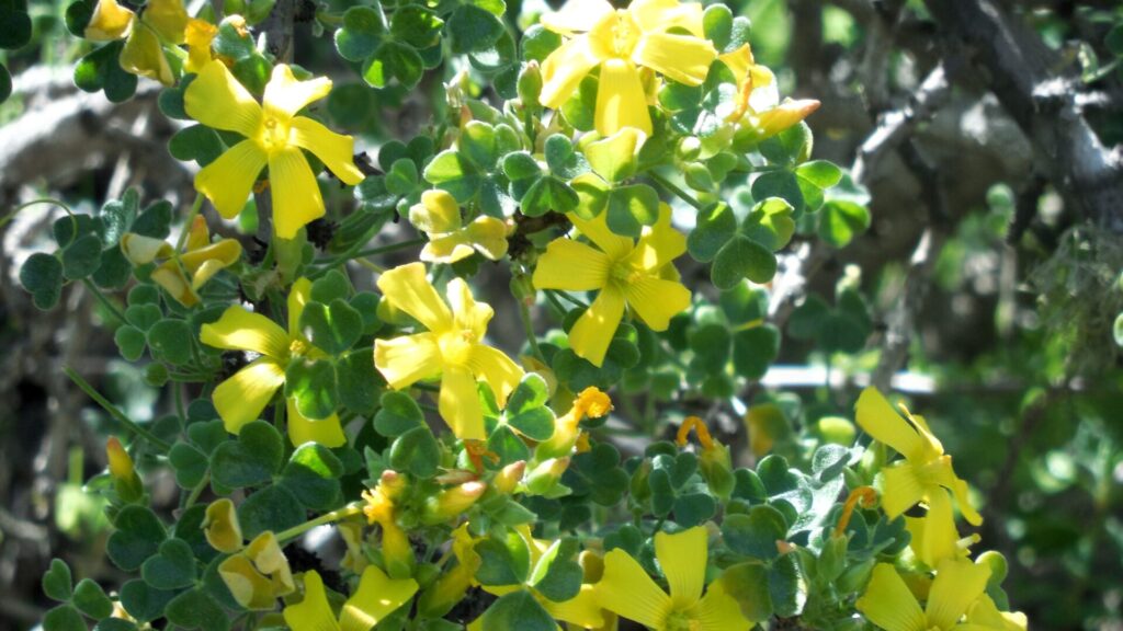 Churqui (Oxalis gigantea). Fotografía: Daniela Carreño