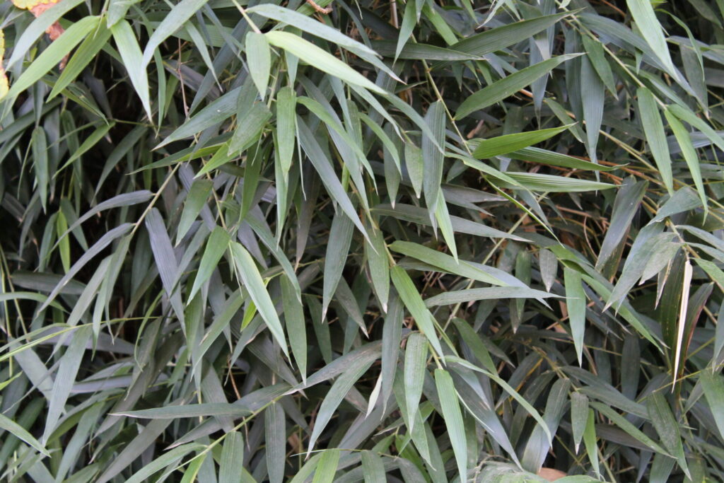 Quila (Chusquea quila). Créditos: Patricio Novoa Quezada.
