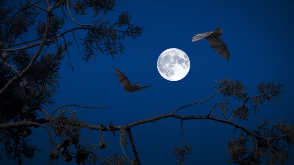 Murciélagos guiados por la luna. Créditos: Angeleses.
