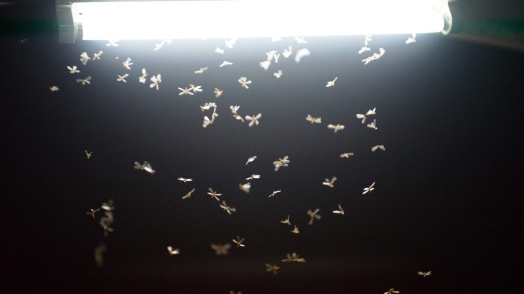 Insectos volando en torno a una farola. Créditos: Meesilpa.