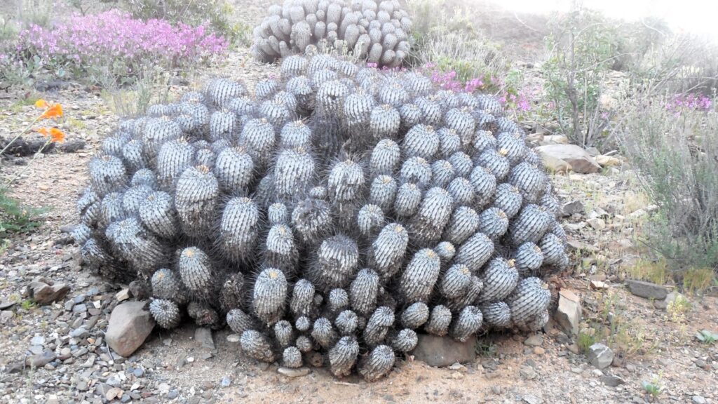 Copiapoa (Copiapoa calderana). Fotografía: Daniela Carreño