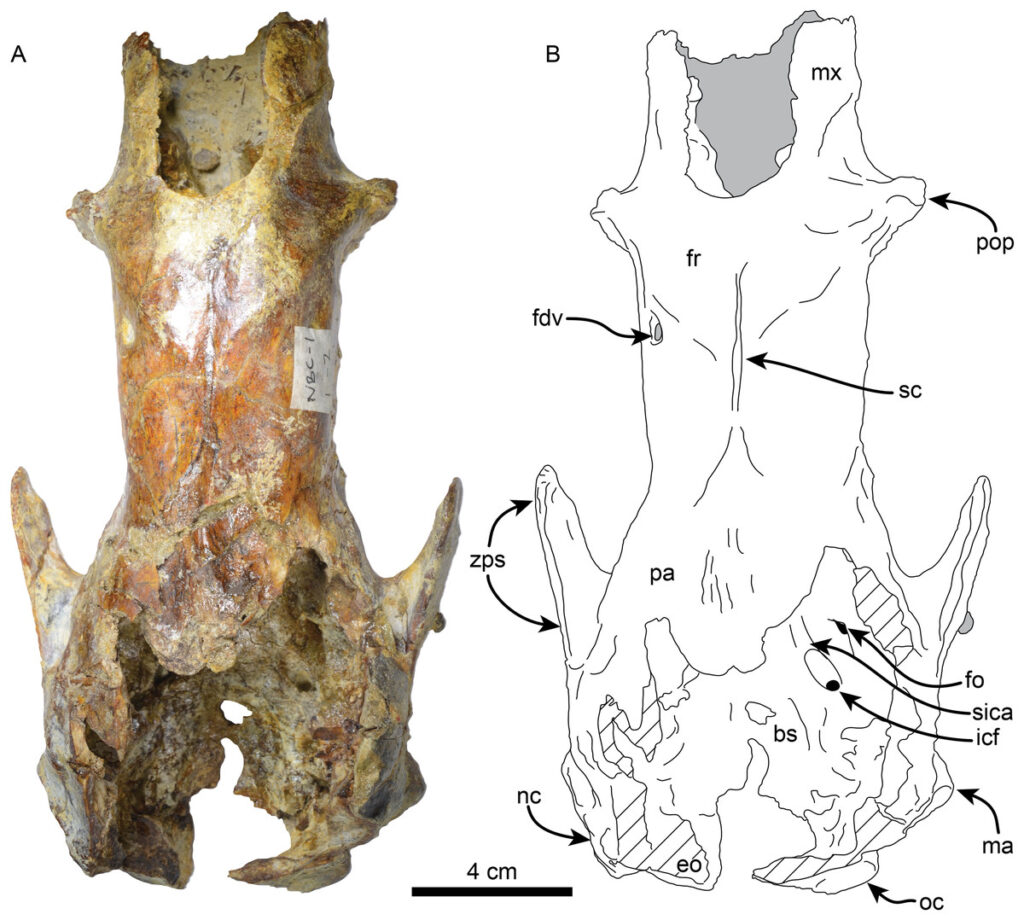 Créditos DOI: 10.7717/peerj.19897