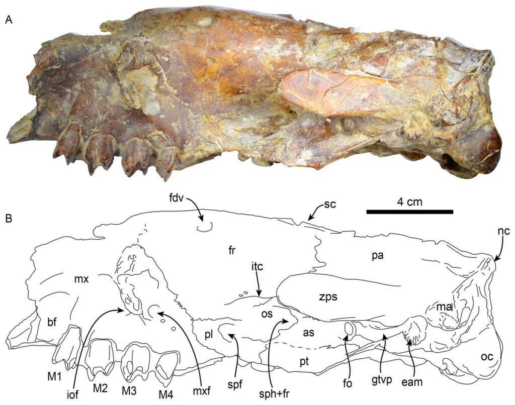 Créditos DOI: 10.7717/peerj.19897