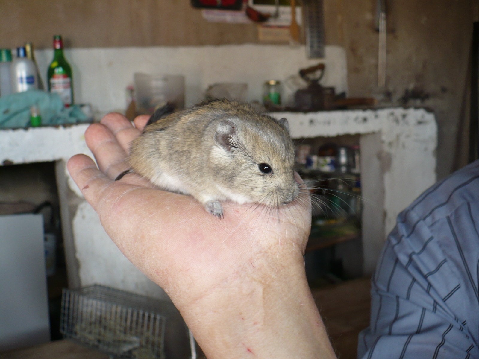 Reencuentro con una especie fantasma: la Fundación Macá Tobiano redescubre a la Rata Vizcacha de Kirchner en Chubut