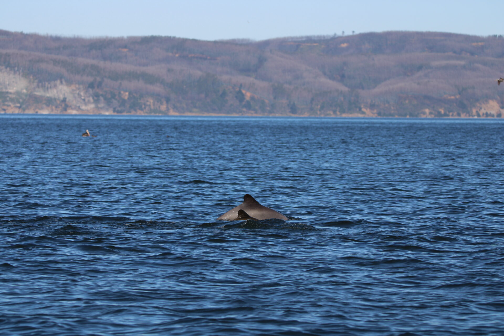 Inédita investigación en Caleta Llico une ciencia y comunidad para la conservación del delfín chileno