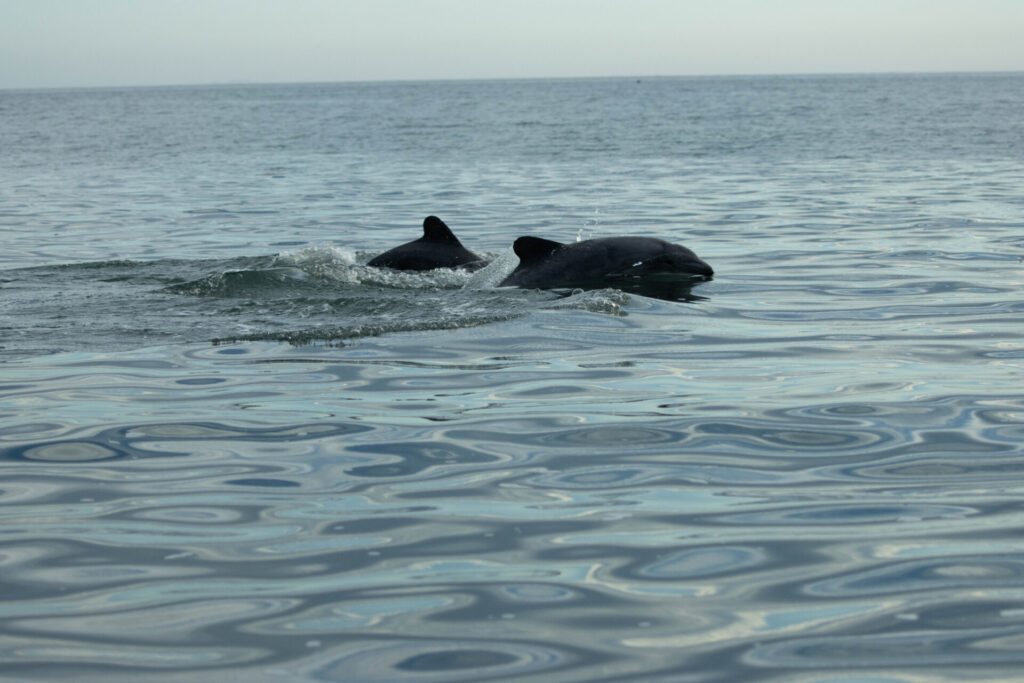 delfines chilenos