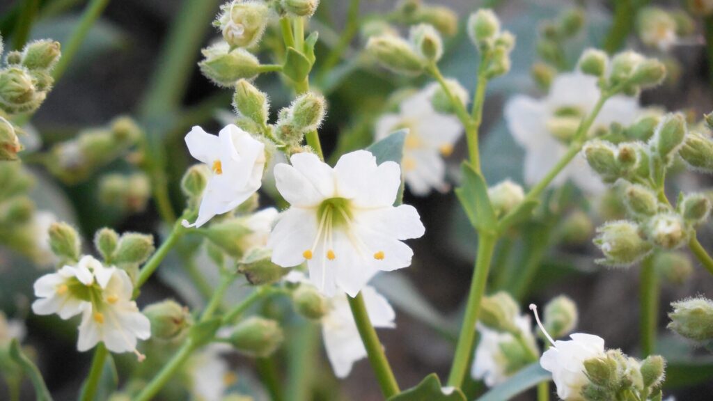 Dengue blanco (Mirabilis elegans). Fotografía: Daniela Carreño