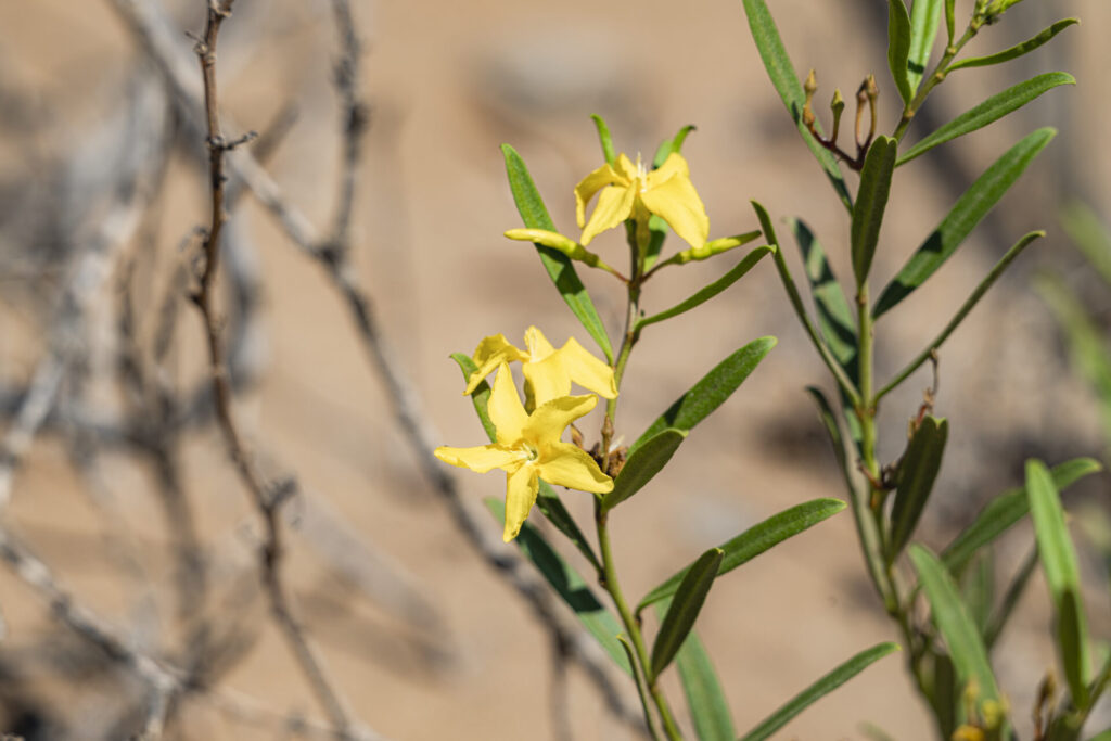Cacho de cabra (Skytanthus acutus) - Desierto Florido 2025. Créditos: ©Benjamín Valenzuela