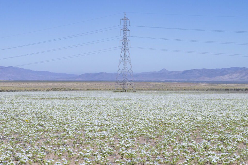 Desierto Florido 2025. Créditos: ©Benjamín Valenzuela